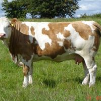 Michael Prendergast Photo 30