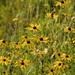 Susan Hays Photo 21