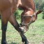 Diane Conner Photo 17