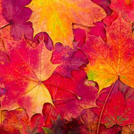 Michelle Starr Photo 29