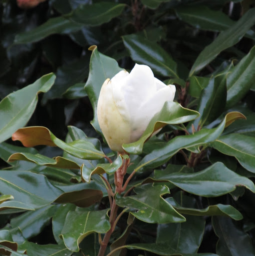 Cathy Johns Photo 17