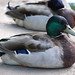 Rachel Mallard Photo 12