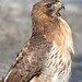 Janet Hawks Photo 28