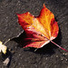 Christine Akins Photo 5