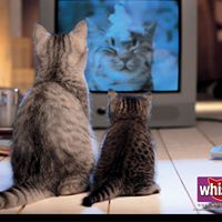 Susan Aldrich Photo 26