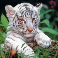 Jackie Copeland Photo 2