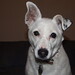 Jack Cross Photo 1