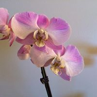 Barbara Rich Photo 13