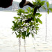 Loc Luu Photo 25