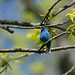 Raymond Bunting Photo 15