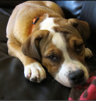 Craig Mclaughlin Photo 40