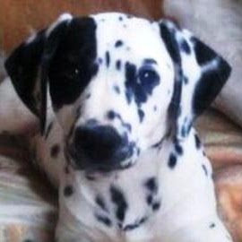 Marlene Johnson Photo 10 Marlene Johnson Photo 10