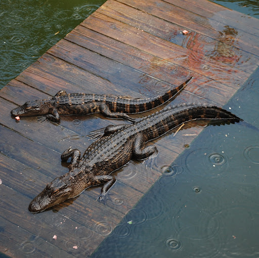 Rachel Hedrick Photo 25