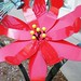 Pamela Summers Photo 28