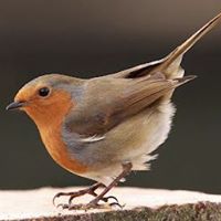 Robin Cronin Photo 25
