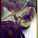 Lee Raphael Photo 9