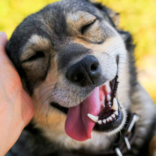 Josh Stevens Photo 38