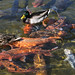 Vicki Kelley Photo 12