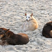 Anne Strayer Photo 8