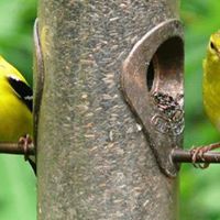 Joe Houston Photo 29