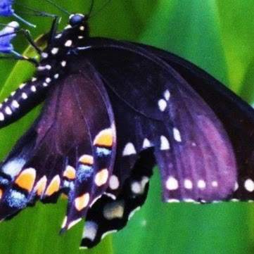 Patricia Hendricks Photo 23