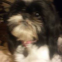 Sheryl Willis Photo 4