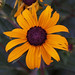 Susan Powell Photo 18