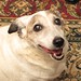 Bobbie Higginbotham Photo 15