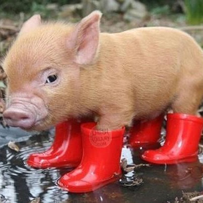 Frank Houston Photo 16