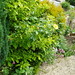 Rosetta Bush Photo 7