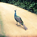 Steven Peacock Photo 9