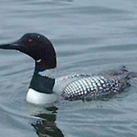 Ann Pederson Photo 10