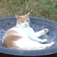 Anita Russell Photo 37