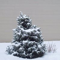 Debbie Shelton Photo 26