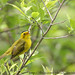 Wilson Meadows Photo 13