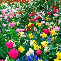 Denise Levine Photo 16