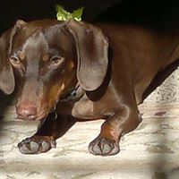 Roger Shepard Photo 19