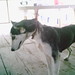 Annie Cook Photo 12