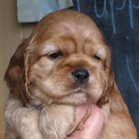 Nancy Olmsted Photo 21