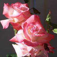 Marilyn Wolfe Photo 20