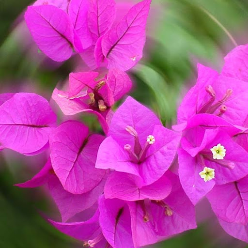 Catherine Flowers Photo 29