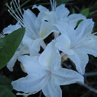 Nancy Jacoby Photo 10