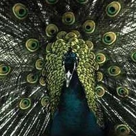 Jason Fuller Photo 15