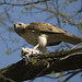 Scott Giglio Photo 8