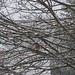Robin Flicker Photo 7