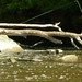 Lawrence Trout Photo 17