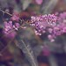Christine Purdy Photo 26