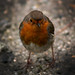 Robin Rains Photo 32