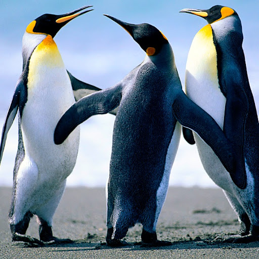 Rommel Ramos Photo 33