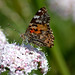 Cynthia Rive Photo 3